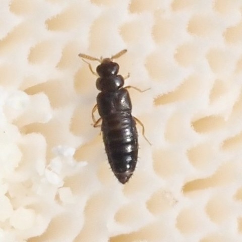 Very tiny rove beetle (genus Gyrophaena). Elongate, truncated elytra.
