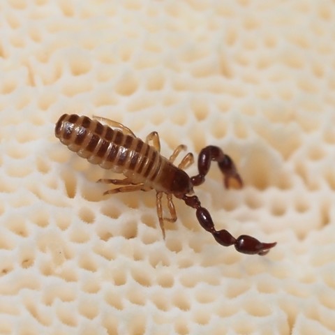 Pseudoscorpion. Claws on forward appendages, plus four pairs of legs, tiny head, long many segmented abdomen.
