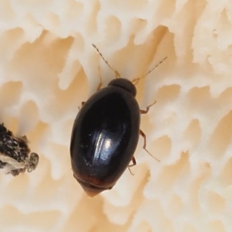 Very tiny beetle (genus Scaphisoma). Oval, thin antennae.