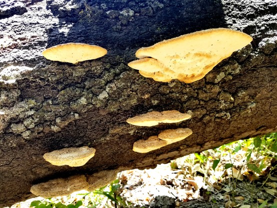 Several yellowish, shelf or bracket shaped fungi on side of a fallen tree trunk.