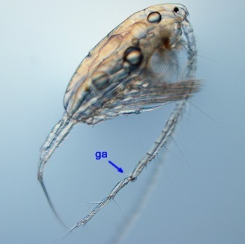 image/jpeg a microscope photograph of a shrimp-like male calanoid copepod with very long antennae with one having a distinct kink in it marked with a "ga" as a geniculate antenna. Source: An Image-Based Key To The Zooplankton Of North America
Version 5.0.