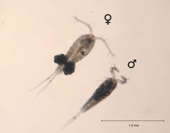 image/jpeg two shrimp-like copepods are shown side by side, one female carrying paired egg sacs off the abdomen, and a slightly smaller male with distinctively hooked antennae. A scale bar indicates they are approximately 1 mm long. Cyclops bicuspidus, NOAA GLERL.