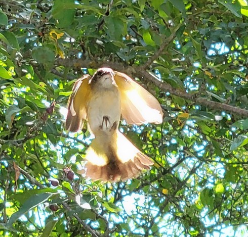 A buffy coloured backlit bird flies with wings wide. Tail has a distinctive black tip.