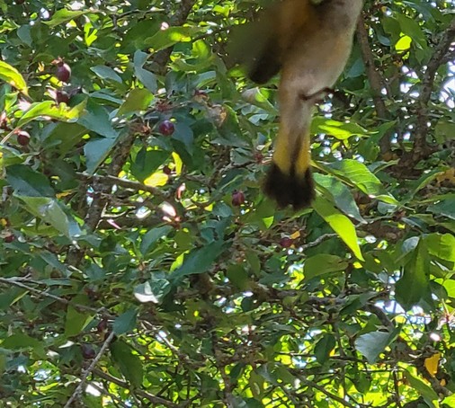 Photo of back underside of same bird showing very yellow outer bands of yellow on the tail.