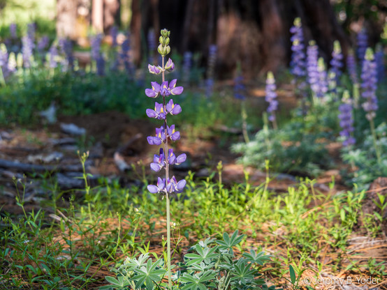A straight upright raceme of purple-and-white papillionoid flowers rising from a clutch of palmately compound leaves in sun-dappled shade, with more such flowers and a dark tree-trunk visible out of focus in the background