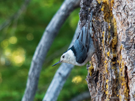 A small passerine with a white face and breast, a black cap and slate-gray wings, perched facing downwards on a lichen-covered tree trunk, its head up so its bill is nearly parallel with the ground below