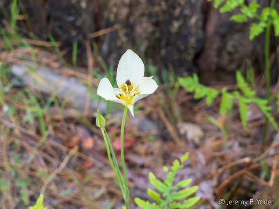 A lily with three narrow white sepals and three large white petals, with yellow shading towards the central whorls of the flower and a deep red-purple spot where the yellow shading starts on each petal; photographed with some out-of-focus rock and ferns visible in the background