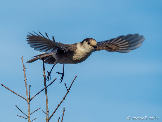 A small mostly corvid with white face, throat, and belly, poised in midair centimeters off a twig with wings outspread, primary feathers splayed
