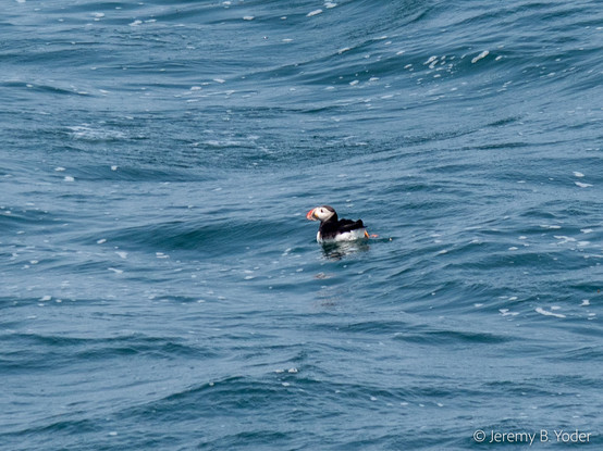 A midsized seabird with black wings and throat, a white face, and a parrot-like orange bill as big as the rest of its face, paddling on gentle rolling waves