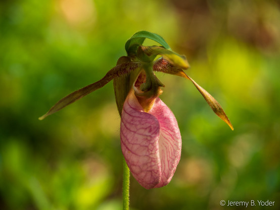 An orchid with narrow strap-like "wings" flanking a bulbous pink labellum that looks a lot like a ballet slipper, lit by indirect sunlight