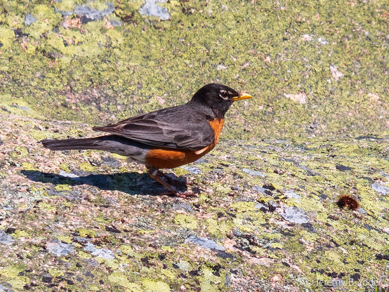 A very similar thrush, in harsh sunlight on a lichen-covered stone surface