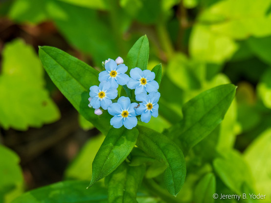 An inflorescence of blue five-petaled flowers framed by green ovoid-lanceolate leaves