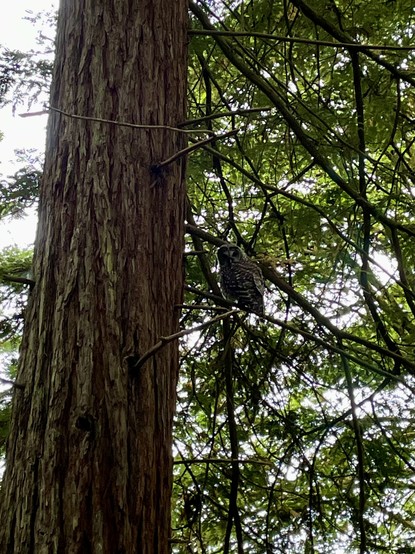 A midsize brown-and-white checked owl sitting in a low branch of a cedar