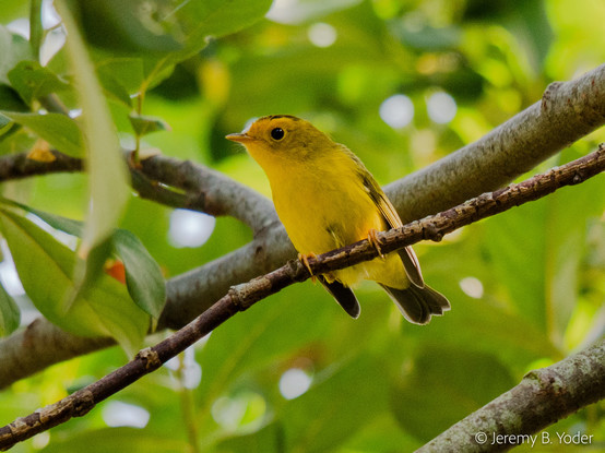 A small mostly yellow songbird with a black cap, black primaries, and tail, perched on a twig with out-of-focus greenery in the background