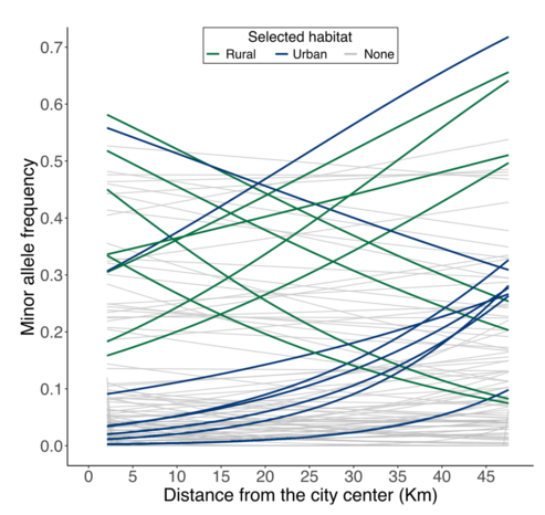A multi-line graph with each line tracing the minor allele frequency for a locus in the white clover genome (y-axis) varying with distance from the Toronto city center (x-axis), with many light gray lines that don't indicate significant urban-rural allele frequency change, and highlighted green lines or blue lines that have steep slopes indicating local adaptation against gene flow