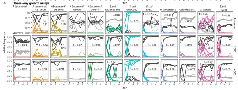 Fig 3C from the linked article, showing three rows of 12 panels, each with a graph of cell density over time for 7-day competition experiments with coevolved E coli and yeast plus competitor bacteria. Different competitor strains are in each column of the 3x12 grid, and each row gives results for experiments with ancestral, 1000-generation coevolved, or 4000-generation coevolved E coli. The ancestral E coli fails to resist invasion of many competitors, but the coevolved strains resist most of t…
