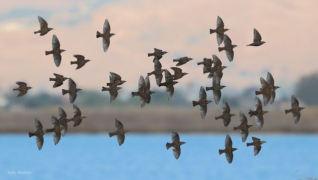A flock of starlings, brown-black passerines, in flight over a body of water. Photo by Julio Mulero on Flickr.