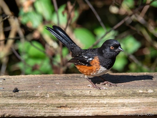 A songbird with a black head, breast, back, and tail, black wings with white spots, a white belly, and bright orange-red flanks, perched alertly on the crossbeam of a fence