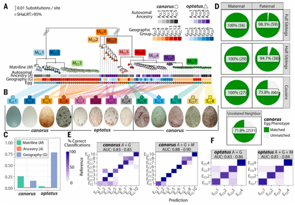 Fig 2 from the linked paper, captioned: Fig. 2. Matrilineal variation is associated with egg diversification in C. canorus. (A) Matrilineal W chromosome phylogeny (n = 60 canorus, 27 optatus), with corresponding autosomal groups (A), geographic groups (G), and egg morphs indicated below each tip, each representing an unrelated female with known egg morph. Diamonds indicate node support exceeding 95% (SHaLRT). (B) Phenotypic variation within canorus (ECC) and optatus (ECO) egg morphs. (C) Variat…