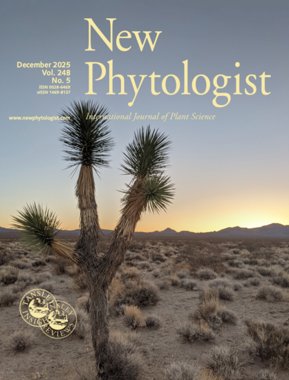The cover of the December 2025 issue of New Phytologist, with an image of a small western Joshua tree in the soft light of a desert morning