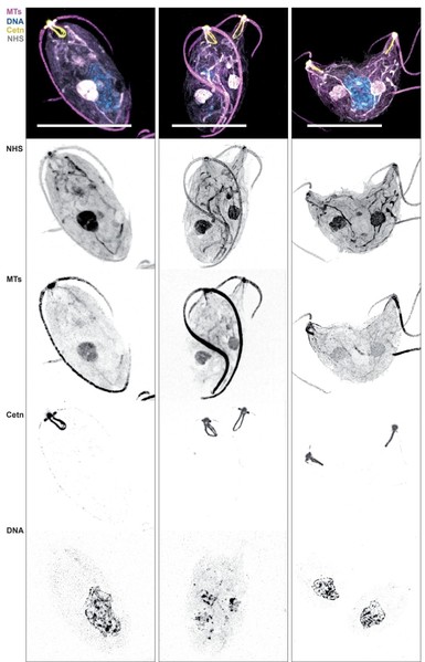 image/jpeg a microscope image of several examples of an organism with two flagella showing distinctive purple,  blue, yellow and white structures. Successive greyscale images show the cell structures highlighted by staining using NHS (protein), MTs (microtubules), Cetn (centrin) and DNA.
Prymnesium faveolatum 
CC-BY-SA 4.0.
https://doi.org/10.1016/j.cell.2025.09.027
