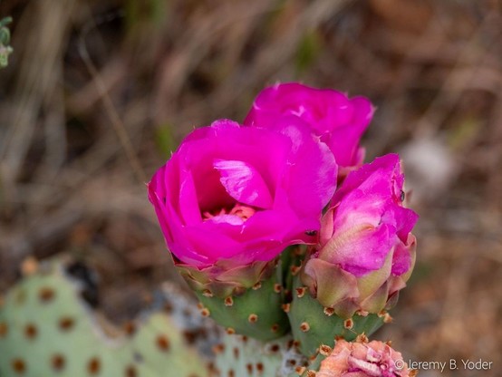 A close view of three just-opening flowers with many bright pink petals, at the tip of a green cactus pad that looks sort of like a flat beaver tail