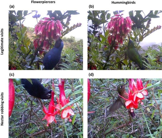 Figure 1 from the linked paper, captioned: Camera trap pictures showing diverse types of feeding behaviours recorded in the study area. (a) Diglossa cyanea feeding legitimately on Macleania rupestris by inserting its lower mandible inside the flower tube while the upper mandible is kept out of the flower. (b) Eriocnemis luciani visiting the same flowers of M. rupestris legitimately. (c) D. lafresnayii robbing nectar from a Fuchsia ayavacensis flower. (d) M. tyrianthina robbing nectar from the s…