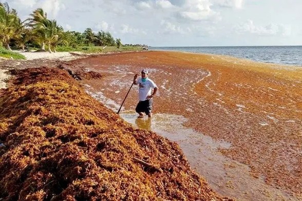 image/jpeg a man stands with a shovel against a huge pile of seaweed on a sandy tropical beach. Photo credit: Michael Owen 2015 Cancun Mexico.