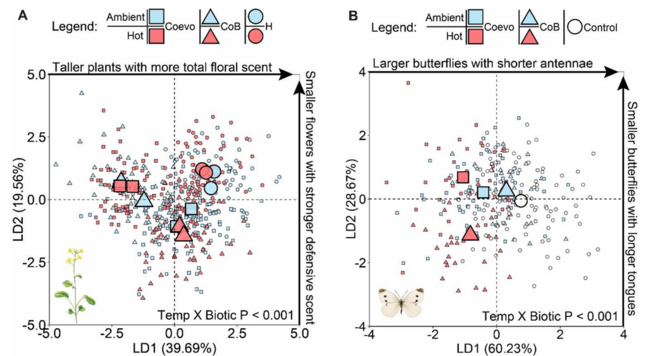 Figure 1 from the linked preprint, showing PCA of phenotypic change in the plants and butterflies. Caption: Phenotypic divergence of plants (A) and butterflies (B) after 6 generations of selection under different temperature and biotic/pollination environments. Blue = ambient temperature, red = hot temperature, H = hand pollination (circles in A), Control = Pieris-control (circles in B), Coevo = coevolution Pieris-only (squares), CoB = coevolution Pieris + bumblebees (triangles). Linear discrim…