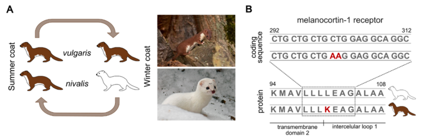 Detail from Figure 1 of the linked preprint: a diagram contrasting the two weasel morphs, one of which is brown in summer and white in winter, and the other of which is brown all year; with images of weasels in both forms of winter coat; and then nucleotide and amino acid sequences for the two MC1R variants underlying the two coat types