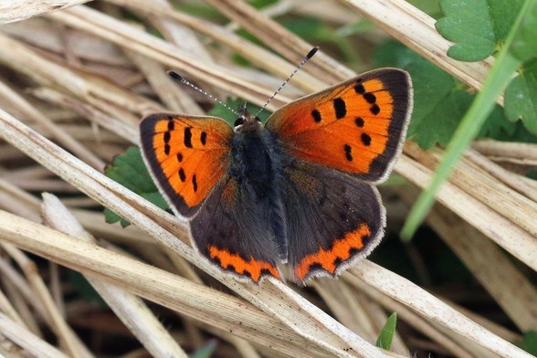 A small butterfly with club-end antennae, orange forewings with black spots, and sooty hindwings with orange bands at the trailing edge. Photo by Charles J. Sharp via Wikimedia Commons