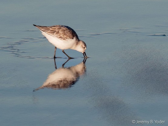 A small round shorebird with brown wings, neck, and cap and snowy white underparts, reflecting in the surface of the wet sand as it bends down to probe with its bill