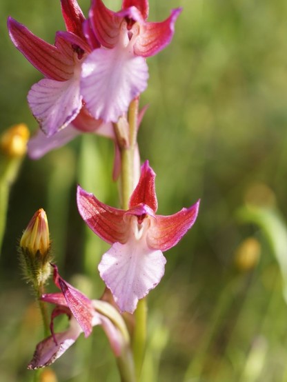 Flowers of the orchid Anacamptis papilionacea, pink and butterfly-shaped with wide darker wings; photo by Hans Hillewaert via Wikimedia Commons