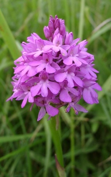 Flowers of the orchid Anacamptis pyramidalis, lighter pink and with big lip-like labellums; photo by Ramin Nakisa via Wikimedia Commons