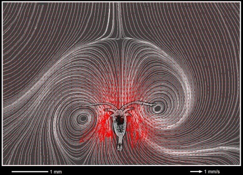 image/jpeg the feeding current of a copepod zooplankton is shown by lines of the path of water. Two circular gyres are formed at the ends of the antennae beside the head which focuses water current into the head of the copepod, highlighted in red. A scale bar indicates the animal is about 1 mm long. 
https://www.oceanlifecentre.dk/news/nyhed?id=ebaa37ec-c19f-482a-a7ea-b02e7553588d