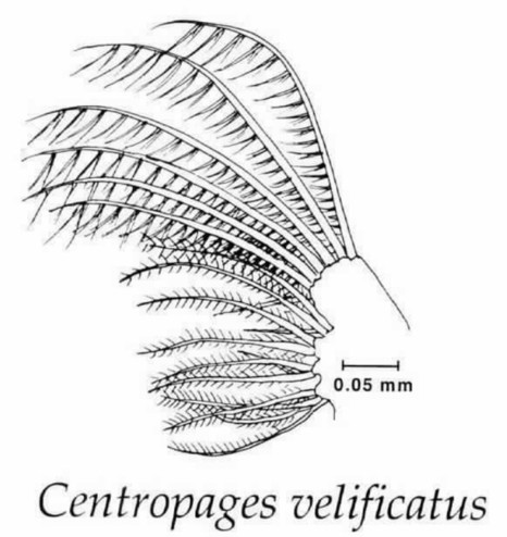 image/jpeg a diagram of a mouthpart (maxillae M2) is shown with long spines on the top and shorter ones on the bottom of one side which have protruding hairs to form a basket-like structure. Caption says Centropages velificatus and the scale bar suggests the entire structure is about 0.4 mm long. Taken from Mimi Koehl. 1998. 11(1), Oceanography.
https://tos.org/oceanography/assets/docs/11-2_koehl.pdf