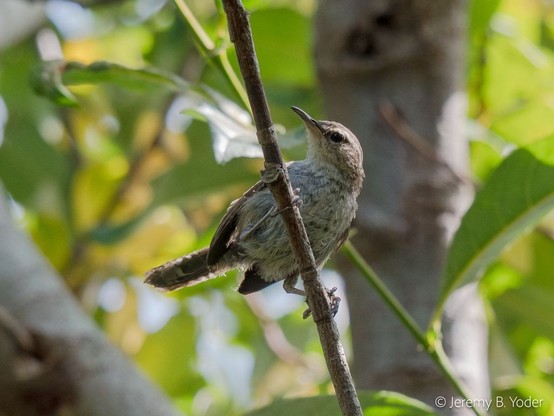 A brown passerine with sharp, curved bill, white and brown-flecked breast, and a white stripe over its eye, perched on a twig that runs more or less vertically down the middle of the frame so the bird is sitting at an angle, watching the camera side-on