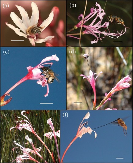 Figure 1 of the linked paper, with multiple panels showing different pollinators interacting with the flowers of the two wildflower species