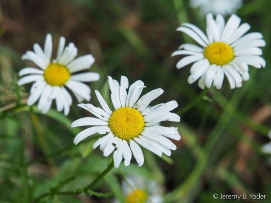 Classic radiate asteraceous flowering heads with bright yellow disc florets framed by long white ligules; one in sharp focus with others out of focus in the background