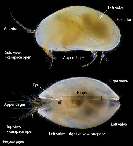 image/jpeg side and top view of a yellow semi-transparent clam-like crustacean Eucypris pigra. At top is a left side view of the valve (shell) with extended appendages. Below is a top view clearly showing the hinge holding the two valves of the carapace together. Appendages emerge from on end of the open carapace.
Source unknown.