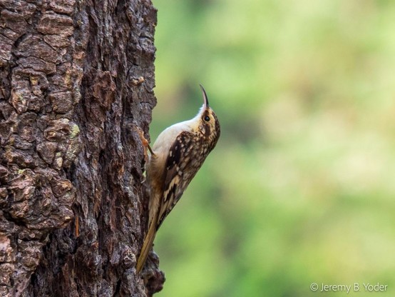 A small bird with brown-and-white upper parts and a white breast, and a longish curved bill, clinging to the side of a rough tree trunk facing upwards, braced by its tail feathers