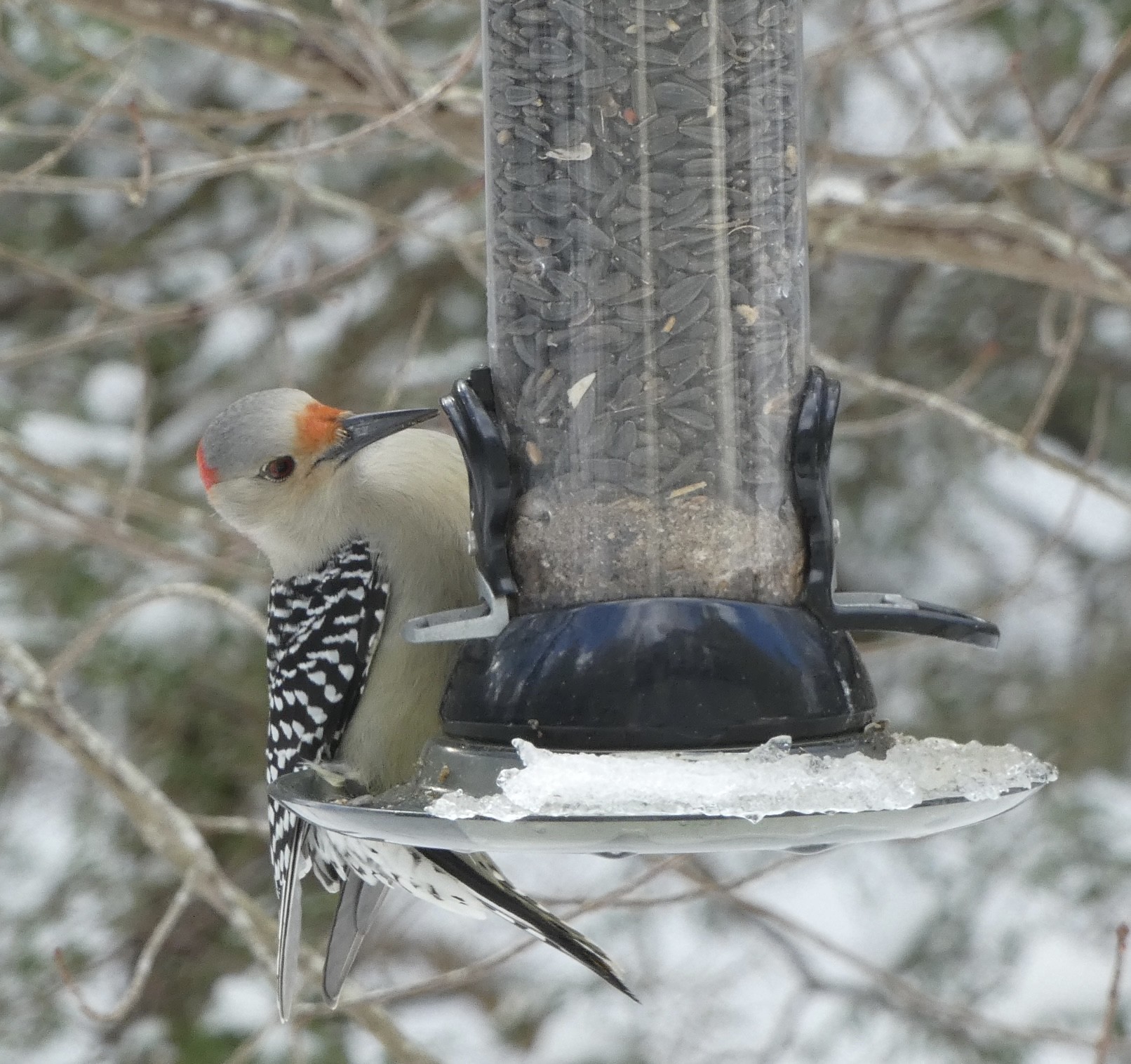 A medium sized woodpecker is precariously perched on a hanging tube bird feeder. It is a little large to be using this feeder so it is somewhat crouched down, trying to strategize how to put its longish beak into the opening. Red-bellied Woodpeckers are infuriatingly named because it is seldom that you actually see the red belly. But it does have a red patch atop its head and an orange blotch where its beak connects to its head. Its wings are a smattering of black and white feathers.