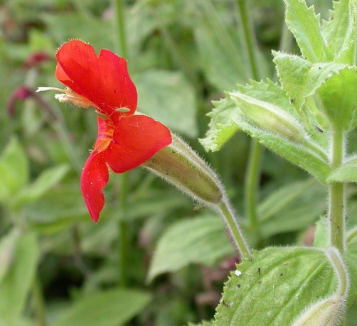 A bright red, tubular flower of Mimulus cardinalis, viewed in profile; photo by Curtis Clark via Wikimedia Commons