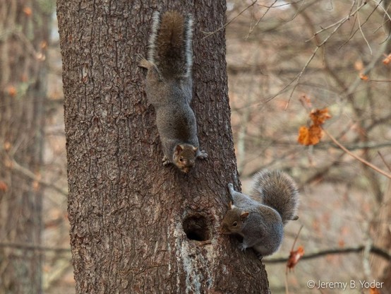 Two rather fat gray squirrels perched by a knothole in the trunk of a tree, one down by the knothole and the other facing downward, above the knothole