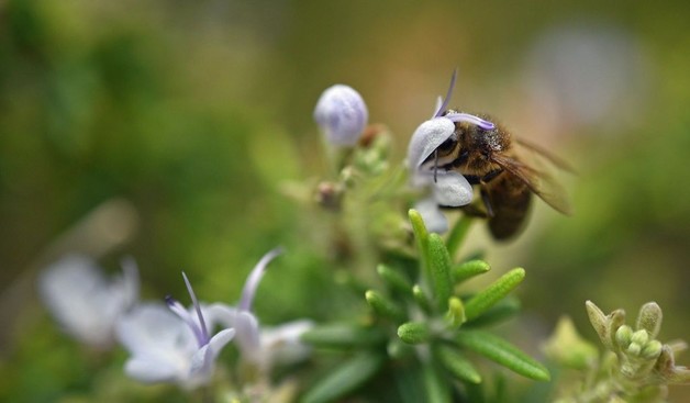 A honeybee perched in the flower of a rosemary shrub, shown in very shallow focus; photo by Conall, on Flickr