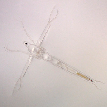 image/jpeg a microscopic photograph of an almost completely transparent crustacean with long antennae extending to the sides, making it look like a winged insect.
Source: https://cfb.unh.edu/cfbkey/html/Organisms/CCladocera/FLeptodoridae/GLeptodora/Leptodora_kindti/leptodorakindti.html