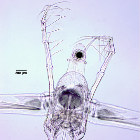 image/jpeg the head of a Leptodora kindti shows long antennae extending forward and the eye taking up most of the tiny head. A scale bar of 200 microns gives the size of the eyespot, and makes clear how large this organism is.
Source:
https://cfb.unh.edu/cfbkey/html/Organisms/CCladocera/FLeptodoridae/GLeptodora/Leptodora_kindti/leptodorakindti.html
