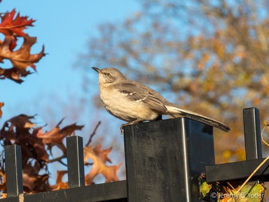 A gray and white bird with some black striping, sitting in profile on a metal fencepost with autumnal leaves in the background