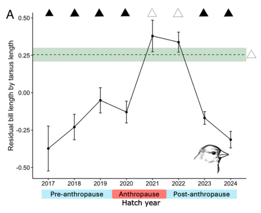 Screenshot of Fig 2A from the linked paper, plotting mean ±SE of residual bill length by tarsus length for UCLA juncos by their hatch year in comparison to the same measure for nearby natural-area juncos; before and after the COVID anthropause the UCLA juncos have bills much shorter than the natural-areas juncos, but during 2020 and 2021 the UCLA junco bill lengths spike upwards to be comparable to the natural-areas juncos