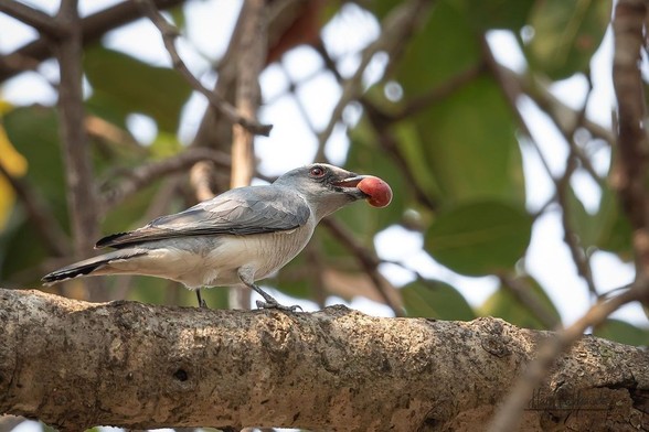 A large cuckooshrike, a white and gray bird with reddish eyes, standing on a branch with a soft red Indian plum fruit in its beak; photo by Hari K Patibanda via Flickr